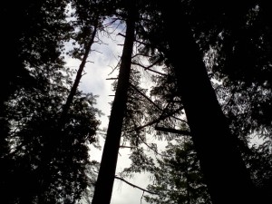 dark_trees